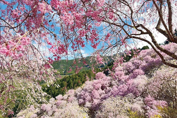 <奈良>圧巻!1000本のしだれ桜 天空の庭「高見の郷」と樹齢約300年又兵衛桜ご観賞【明石・三宮出発】1